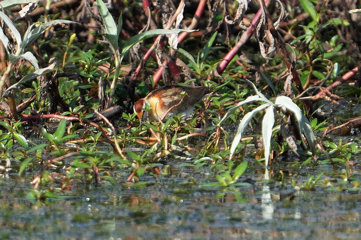 Lesser Jacana - Dave Rimmer