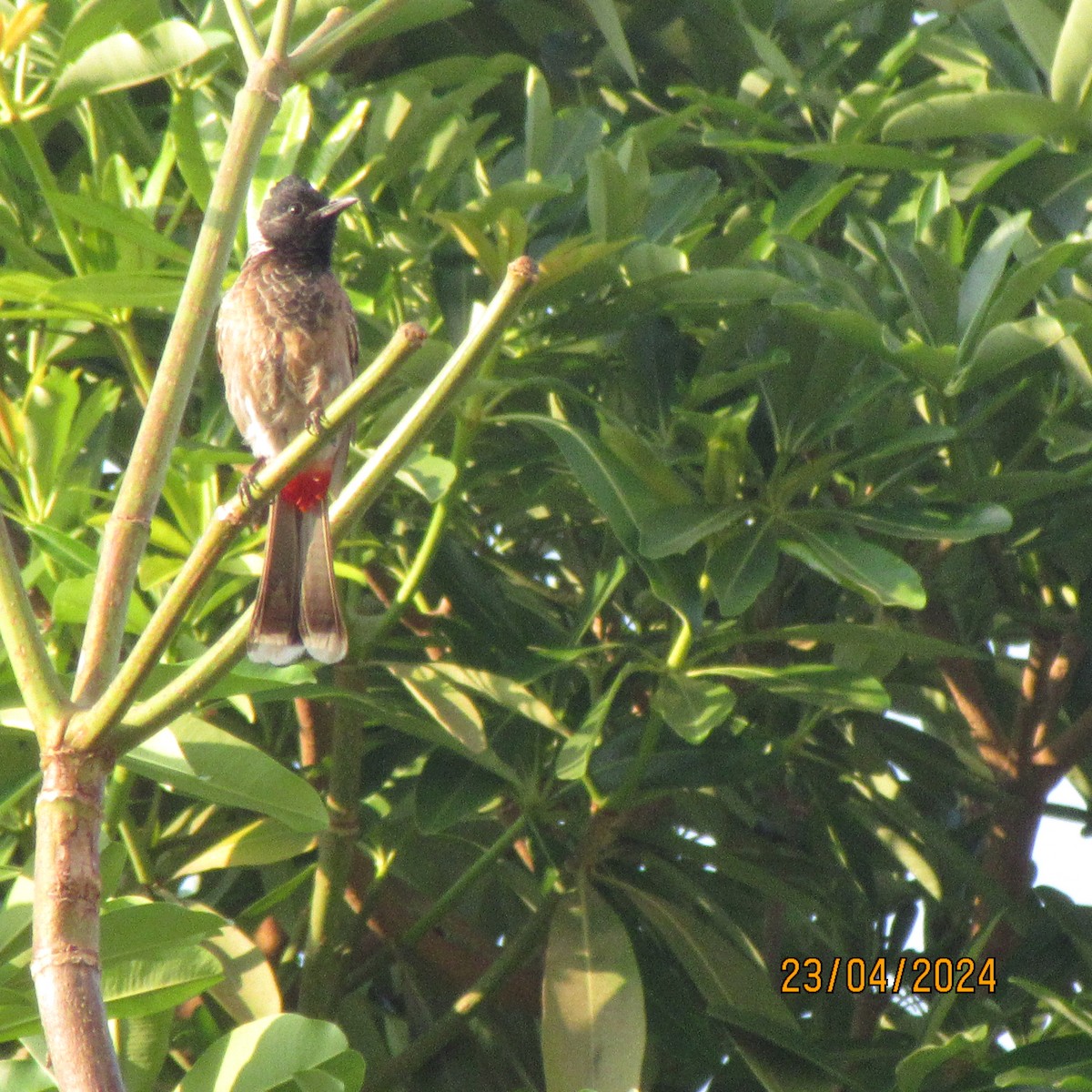 Red-vented Bulbul - ML618956245