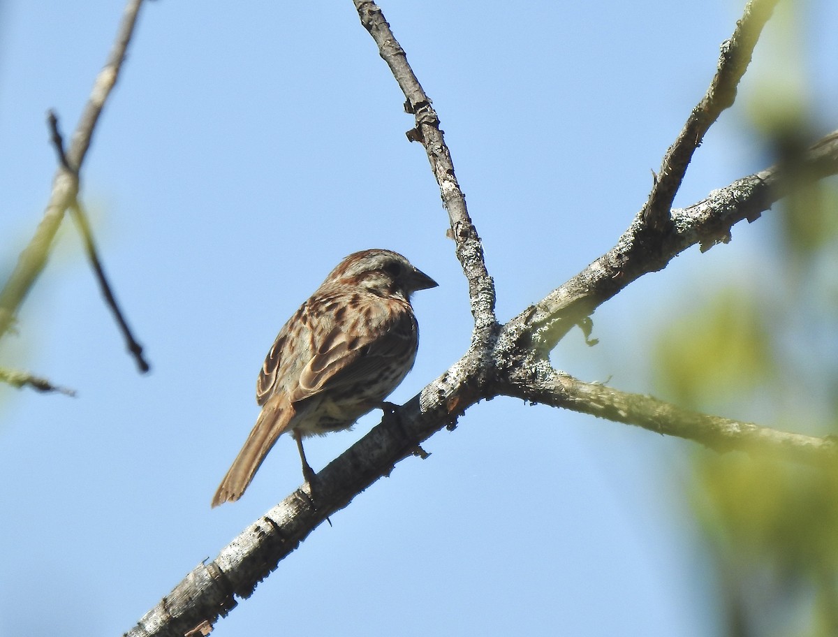 Song Sparrow - Rejean Brouillard