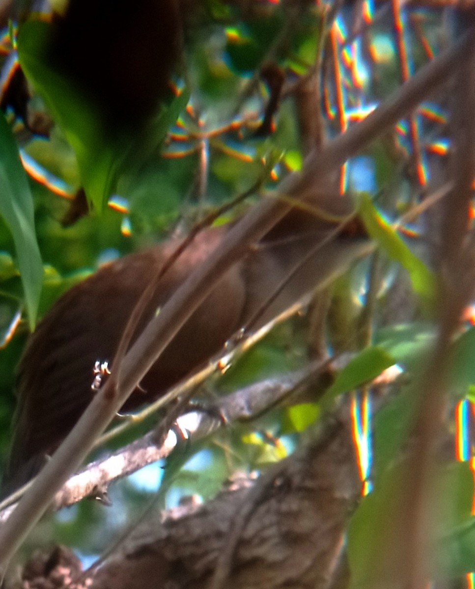 Great Lizard-Cuckoo - Darien Piña Davila