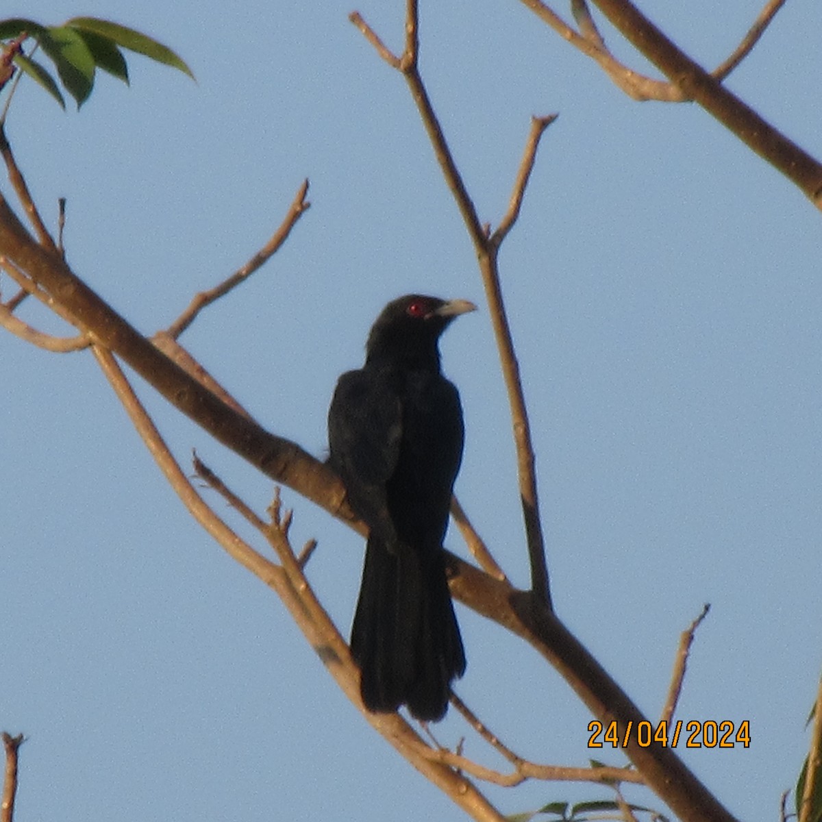 噪鵑 - ML618956281