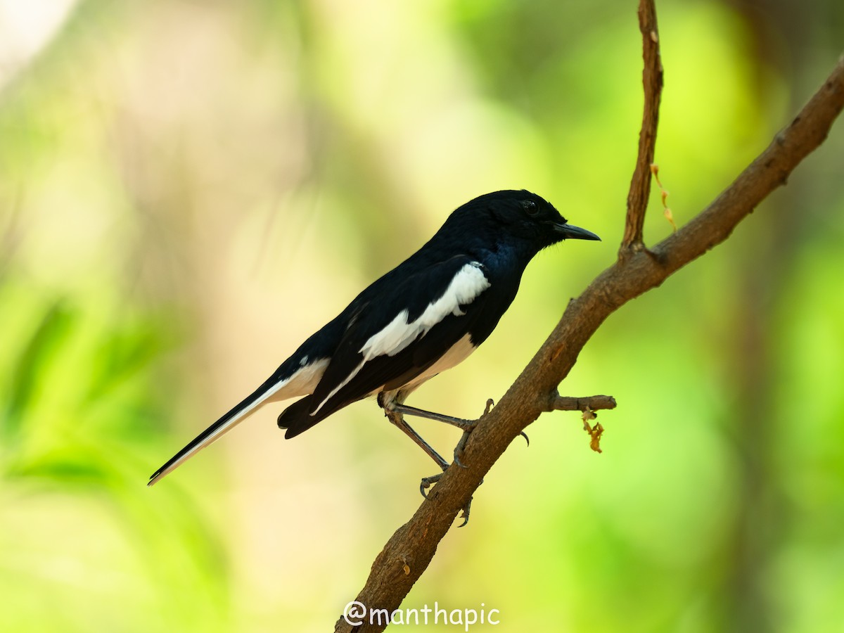 Oriental Magpie-Robin - ravishankar m