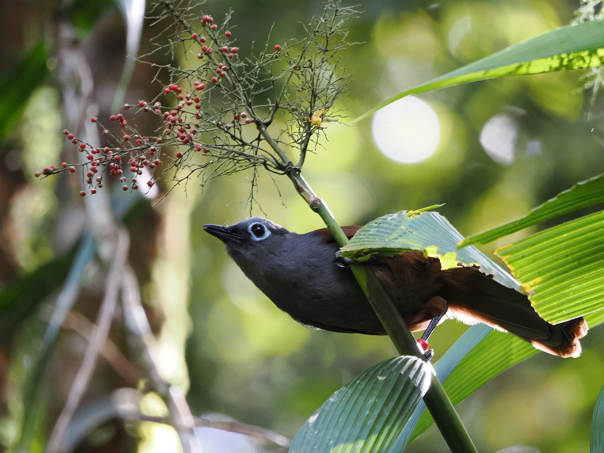 Sunda Laughingthrush - Kuan Chih Yu