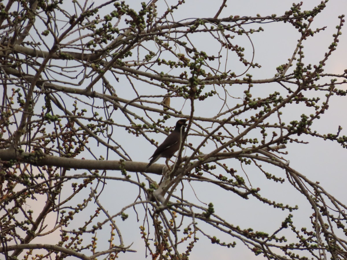 Common Myna - Shilpa Gadgil