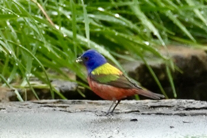 Painted Bunting - Chris Curl