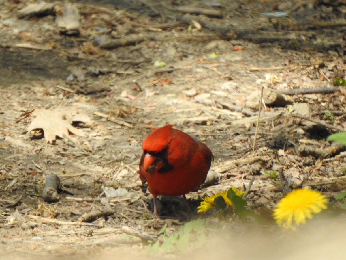 Northern Cardinal - ML618956318