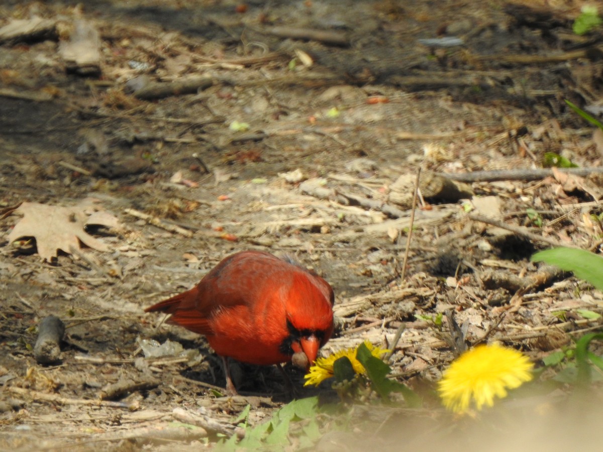 Northern Cardinal - ML618956319