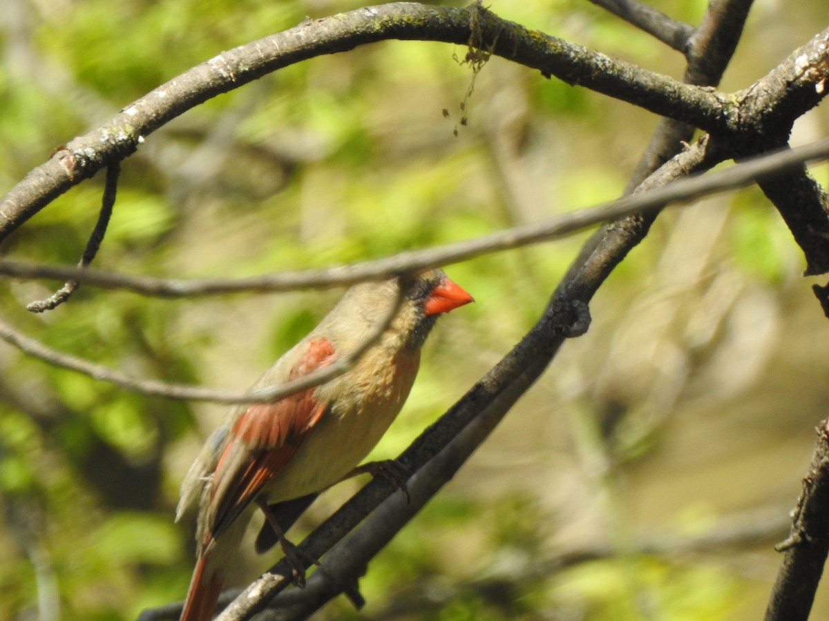 Northern Cardinal - ML618956320