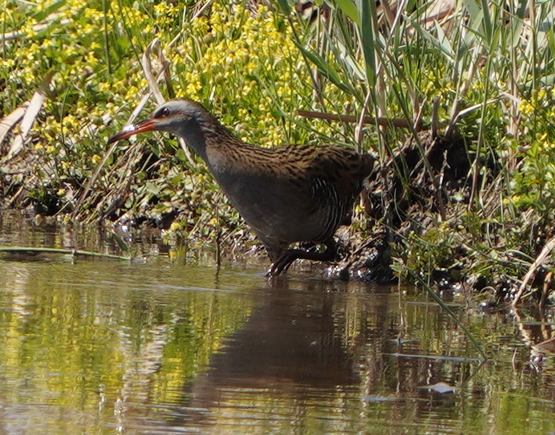 Brown-cheeked Rail - Chaofan Feng