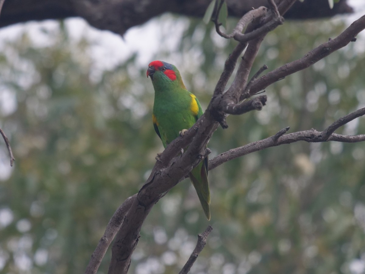 Musk Lorikeet - Frank Coman