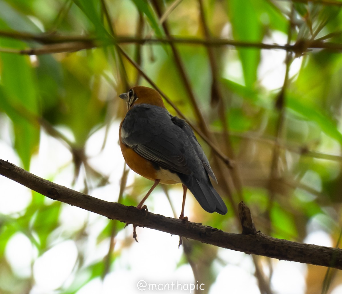 Orange-headed Thrush - ravishankar m