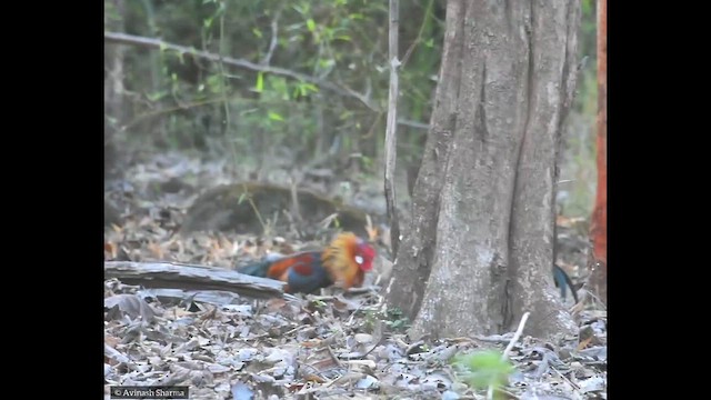 Red Junglefowl - ML618956373