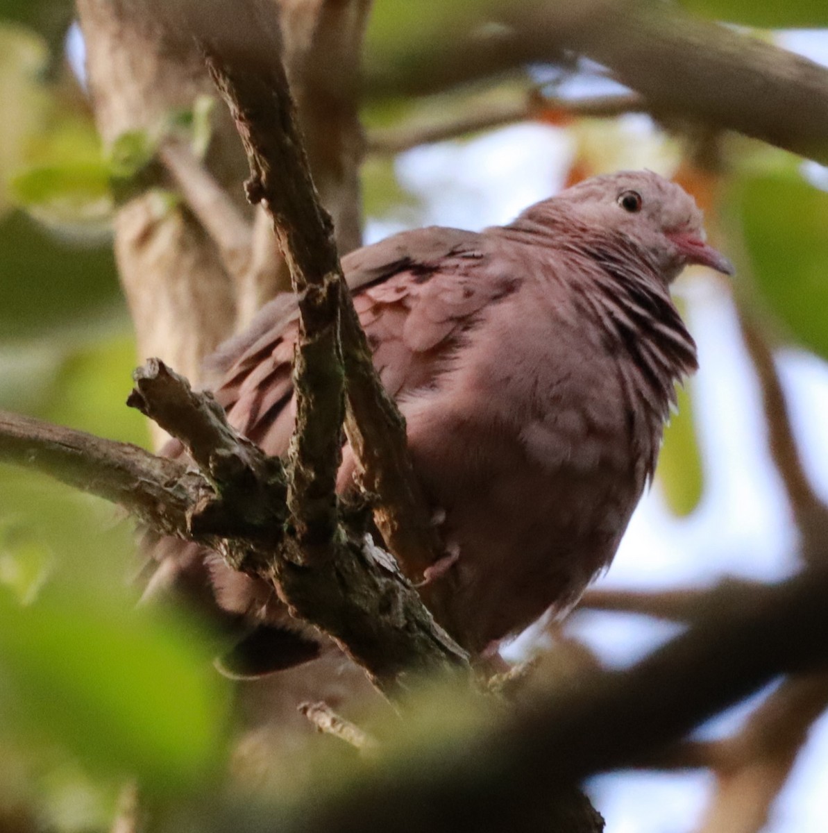 Common Ground Dove - ML618956375