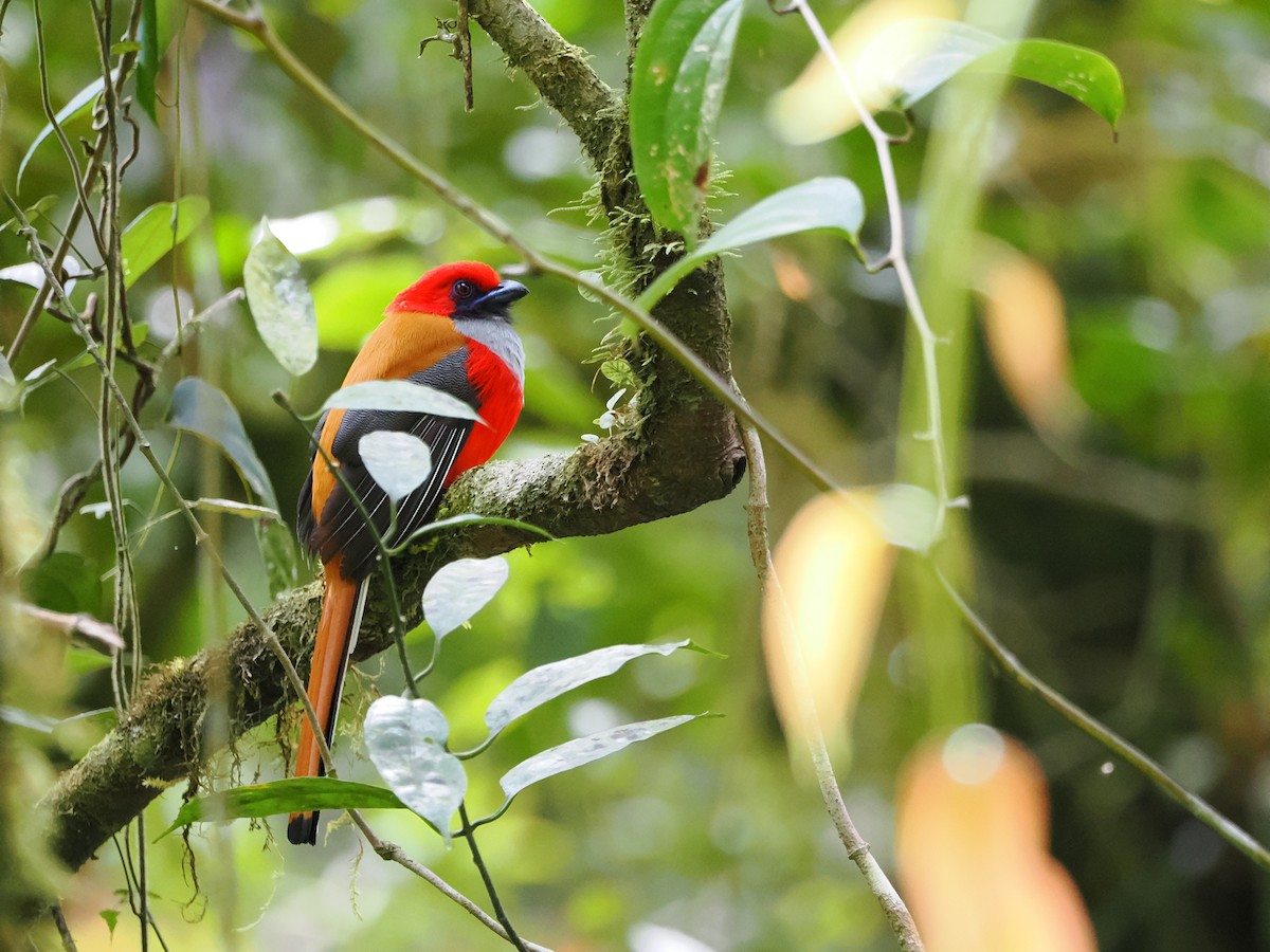 Whitehead's Trogon - ML618956407