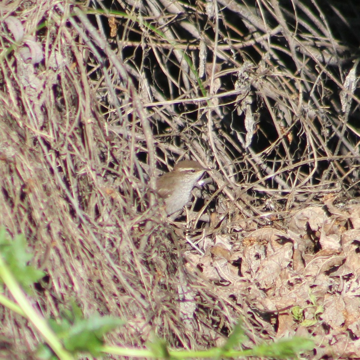 Bewick's Wren - ML618956425