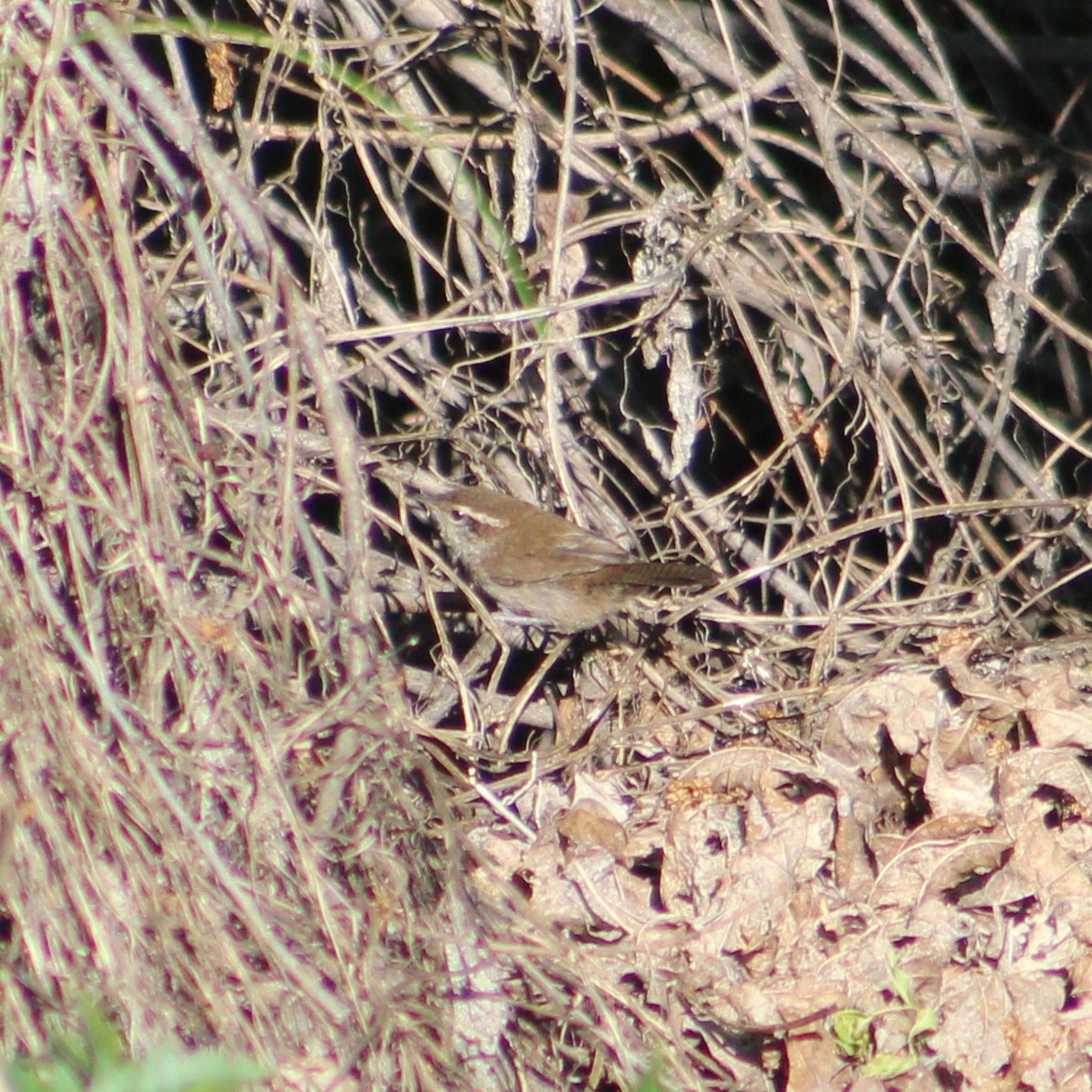 Bewick's Wren - ML618956426