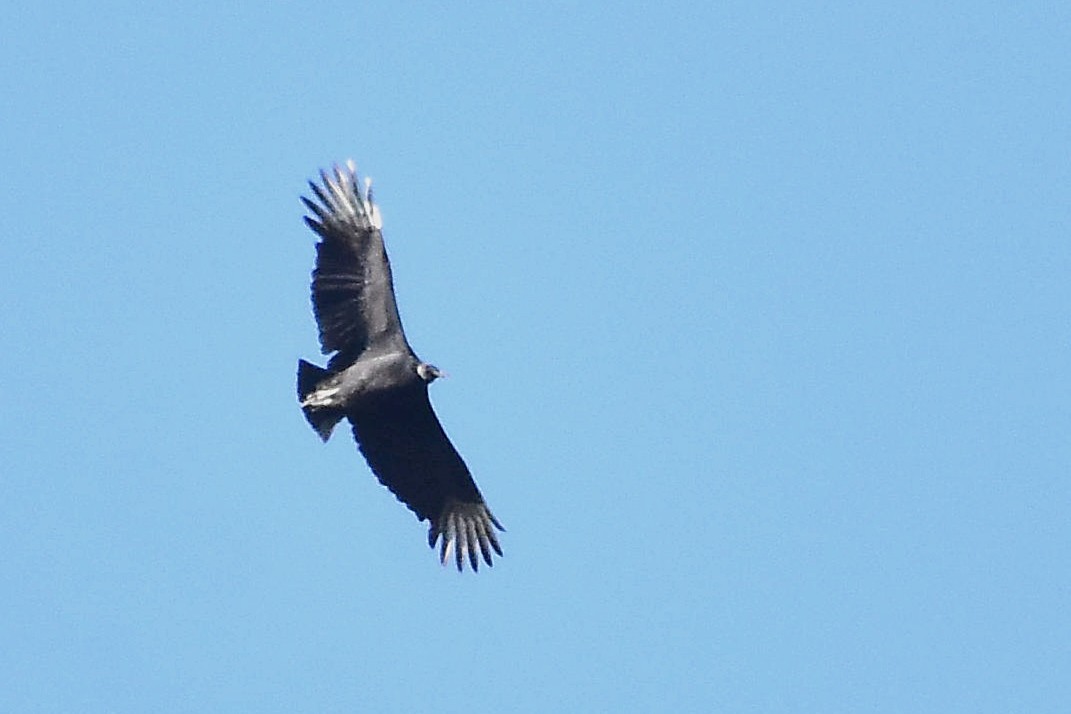 Black Vulture - Juan Bardier