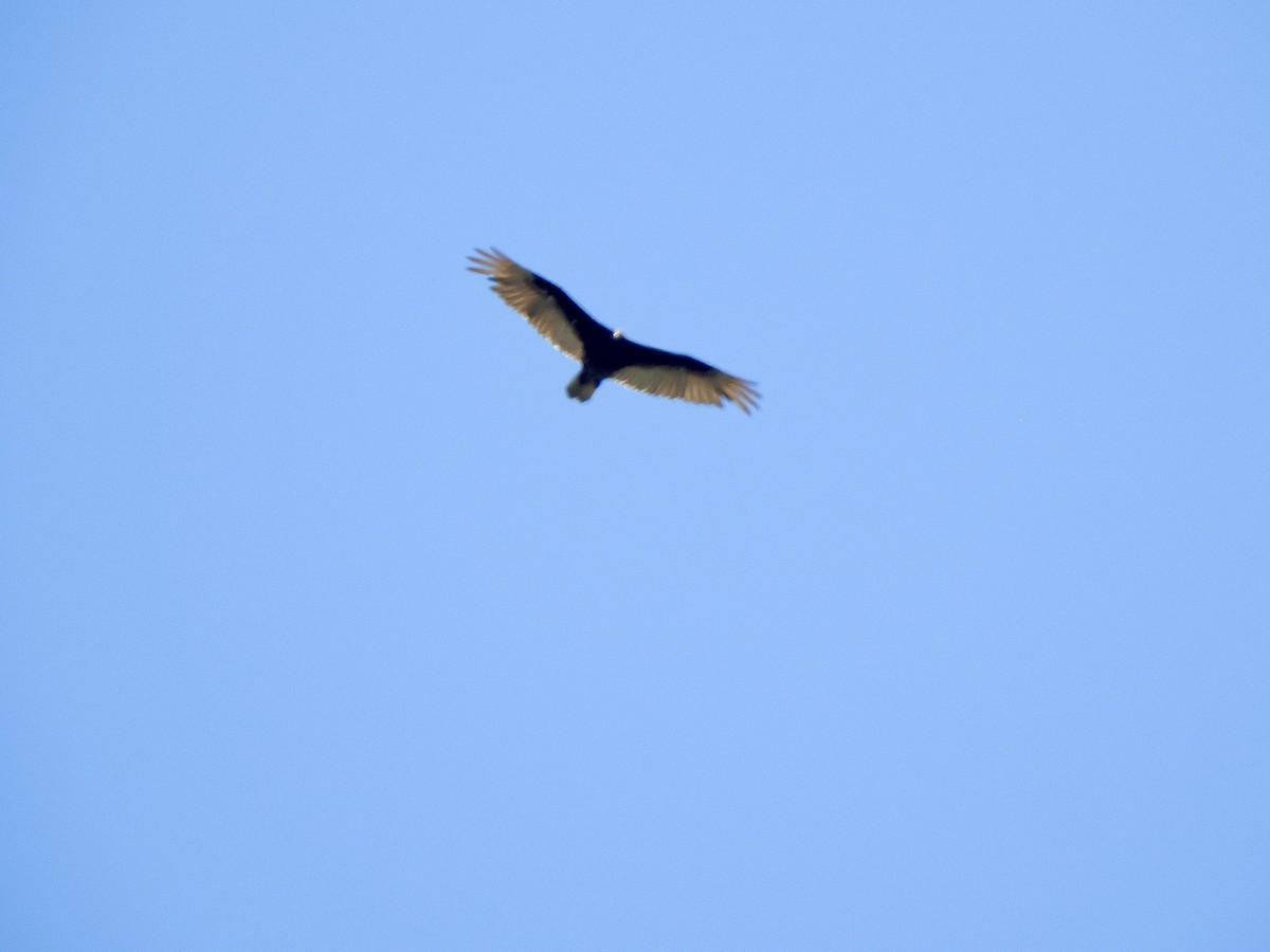 Turkey Vulture - Rejean Brouillard