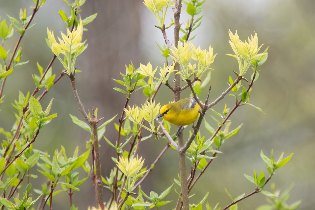 Blue-winged Warbler - Derek Rogers