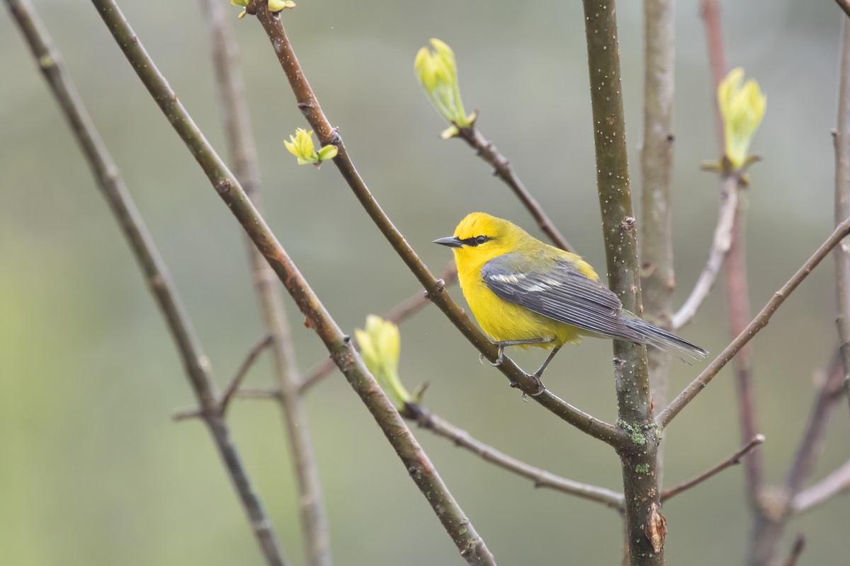 Blue-winged Warbler - Derek Rogers