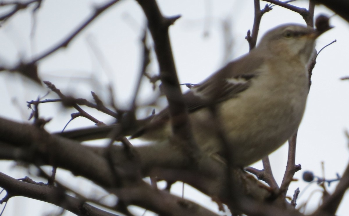 Northern Mockingbird - ML618956457