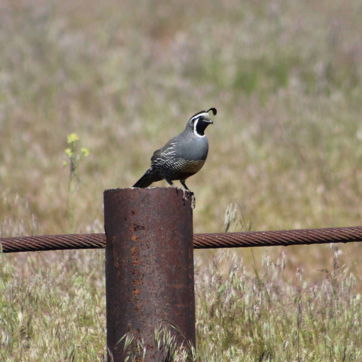 California Quail - ML618956463