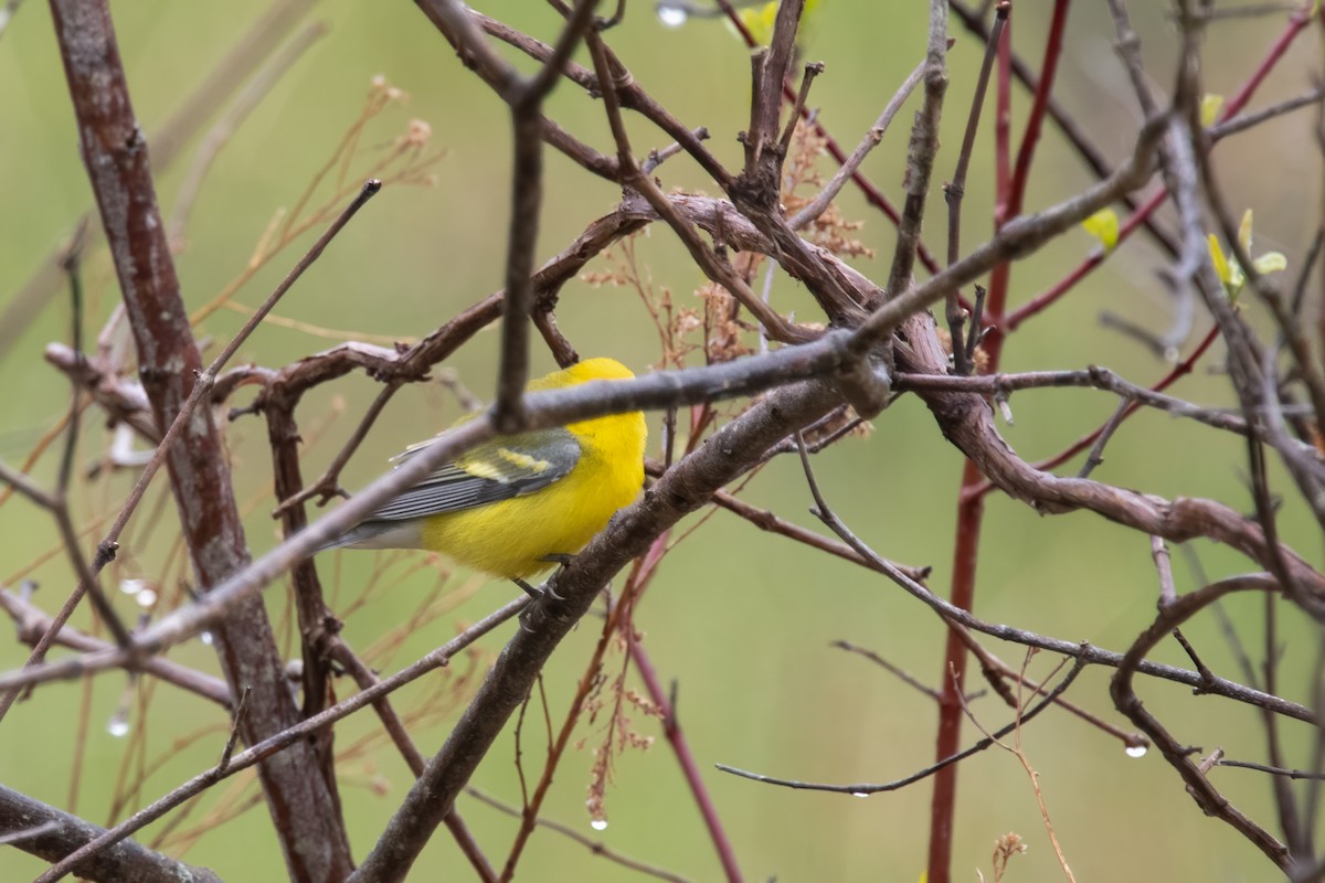 Golden-winged x Blue-winged Warbler (hybrid) - Derek Rogers