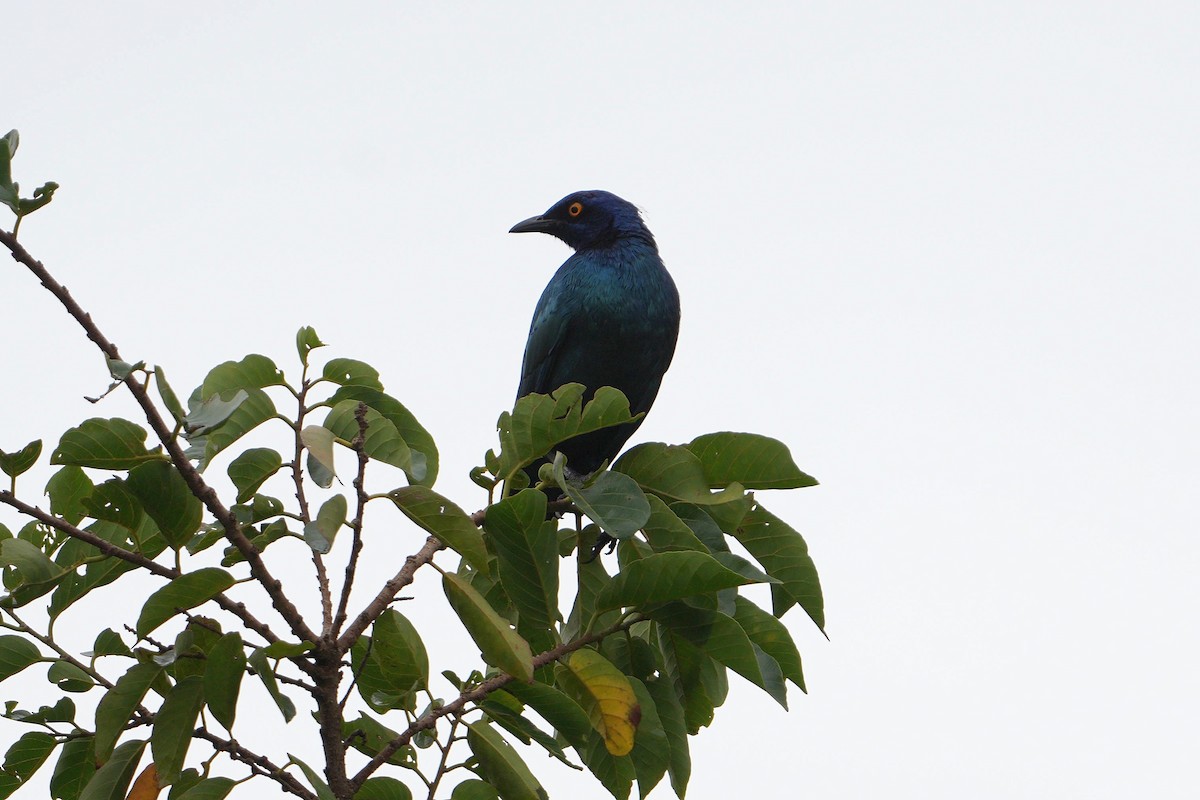 Cape Starling - Dave Rimmer