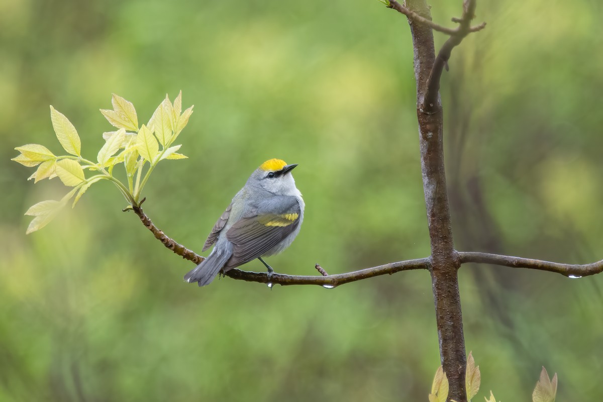 gullvingeparula x blåvingeparula (F1 hybrid) - ML618956486