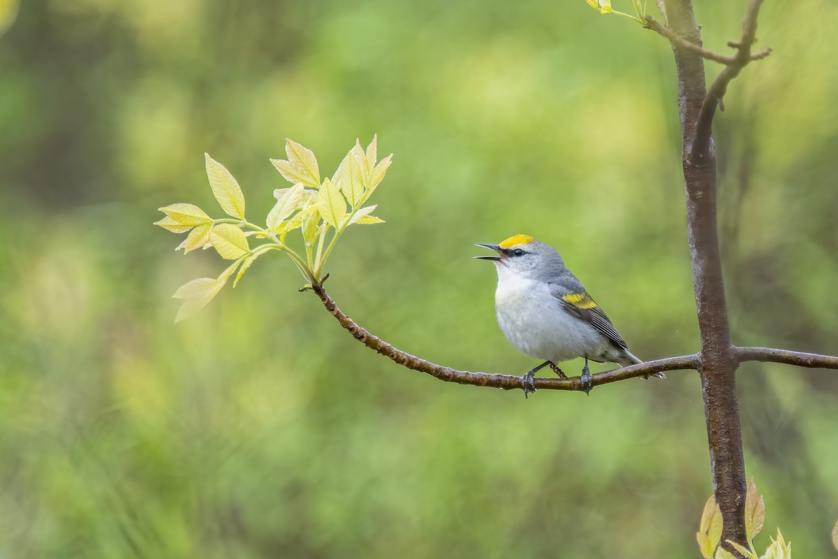 Brewster's Warbler (hybrid) - Derek Rogers