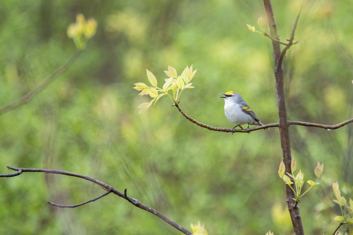 gullvingeparula x blåvingeparula (F1 hybrid) - ML618956488