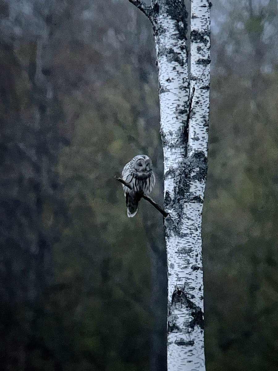 Ural Owl - Anonymous