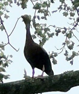 Dendrocygne à ventre noir - ML618956525