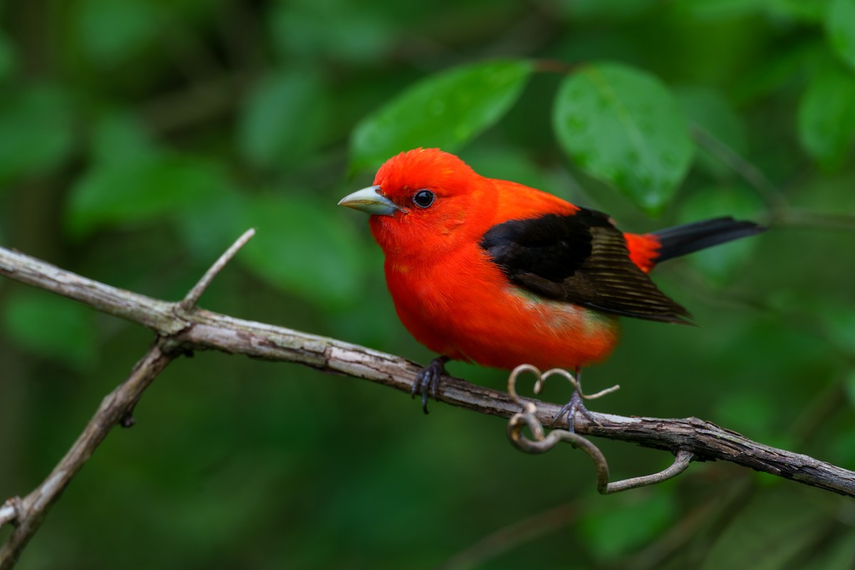 Scarlet Tanager - Jeff Hapeman