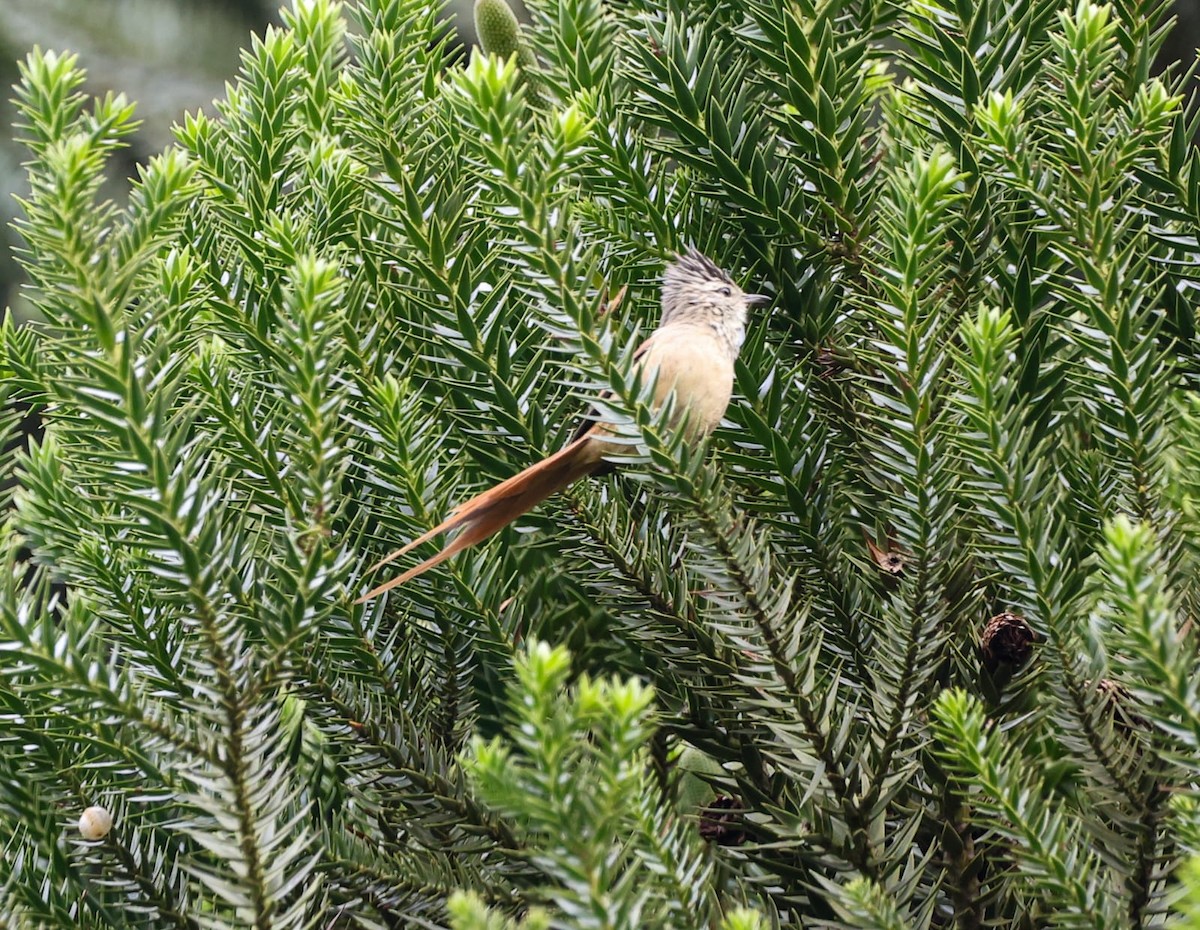 Araucaria Tit-Spinetail - Luiz Carlos Bordin