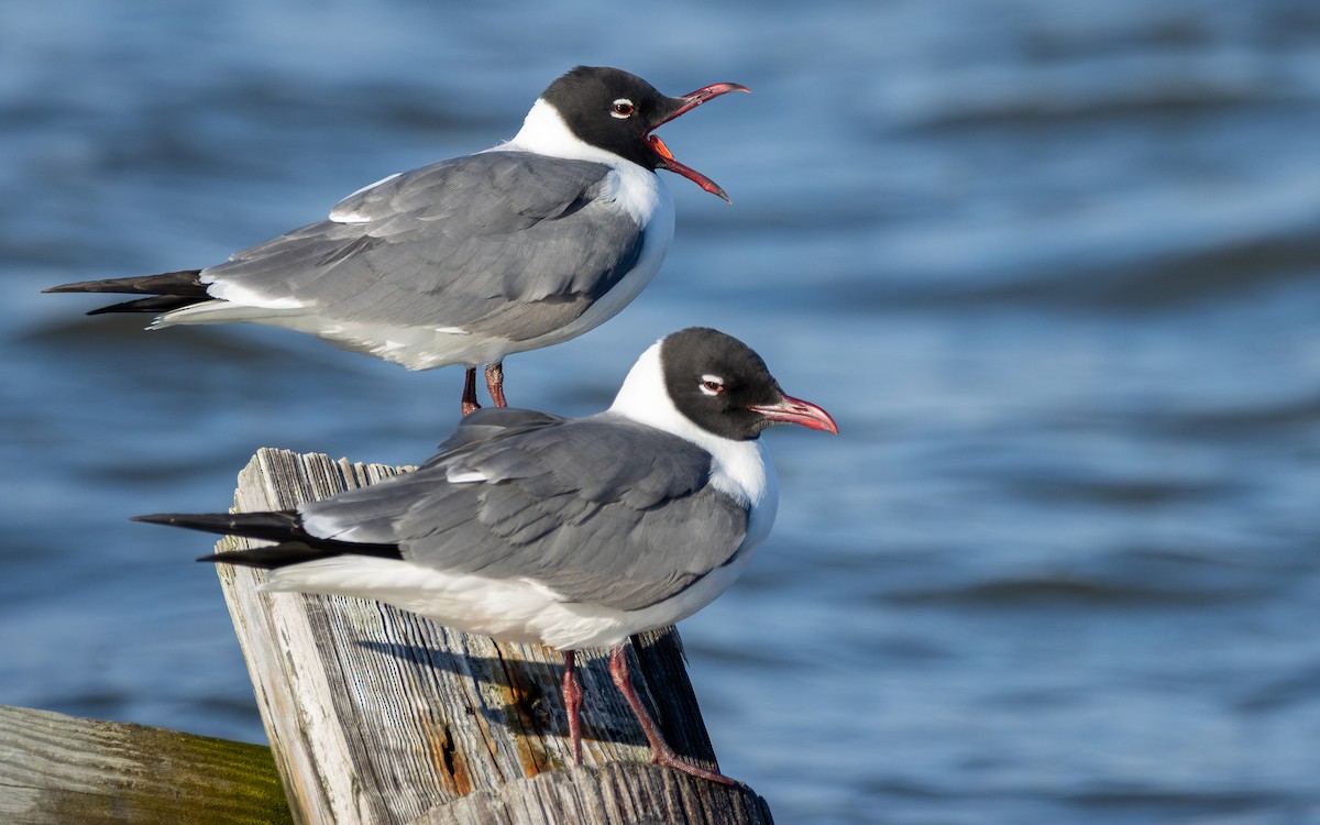 Laughing Gull - ML618956545