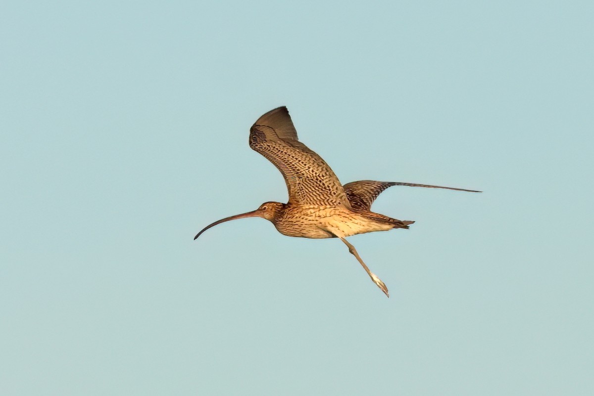 Far Eastern Curlew - Marian W