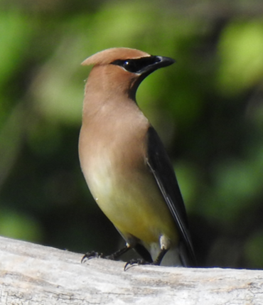 Cedar Waxwing - Jeffrey C and Teresa B Freedman