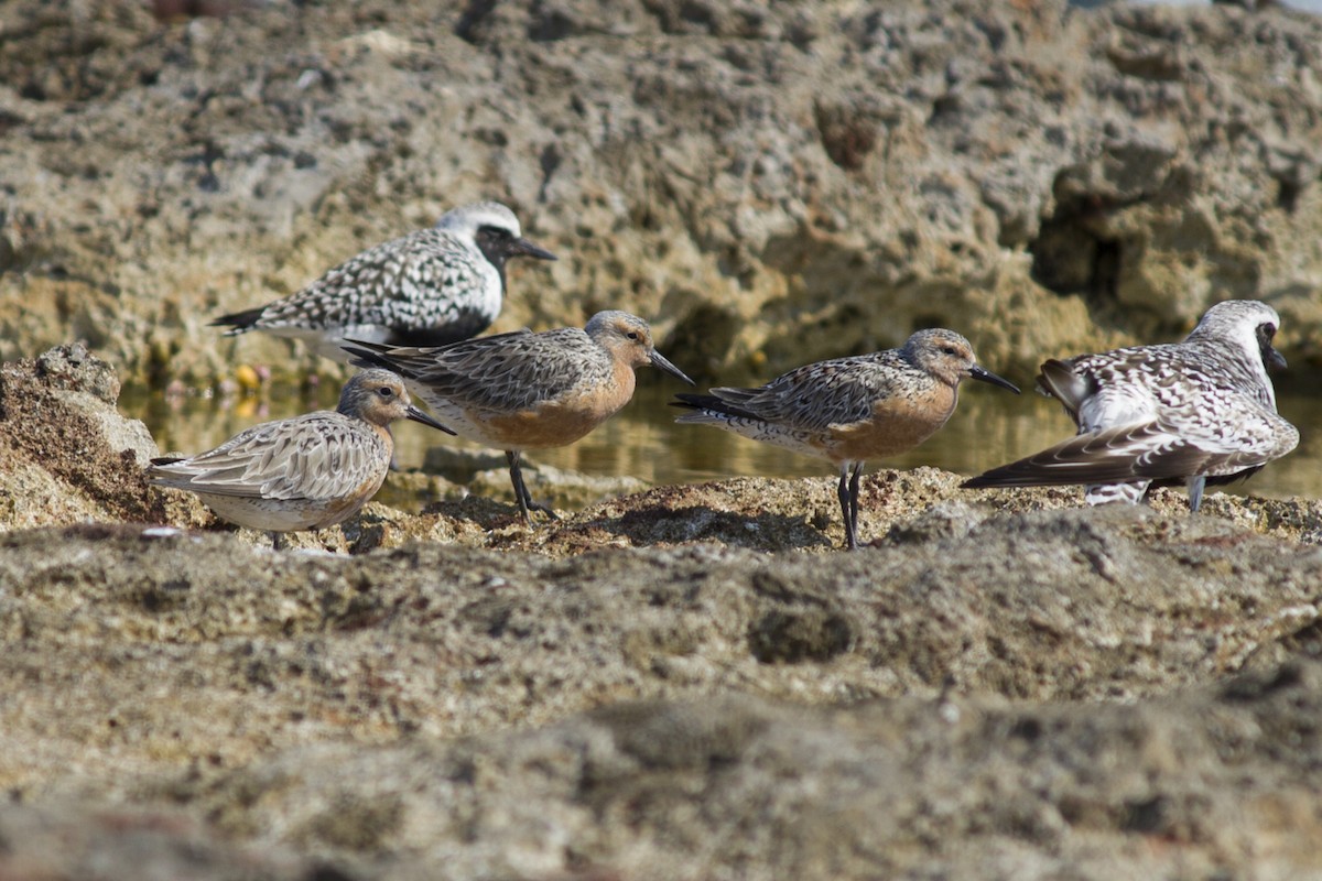 Red Knot - Pedro Raúl Reyes Matos