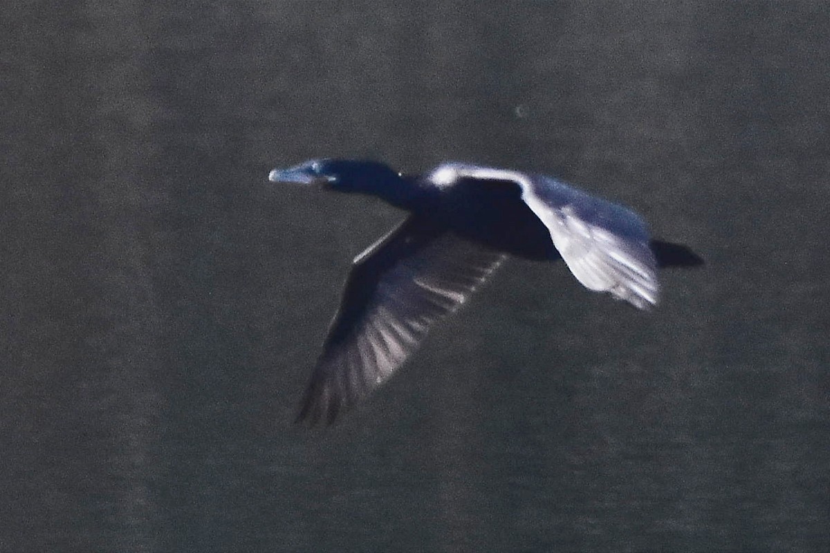 Neotropic Cormorant - Juan Bardier