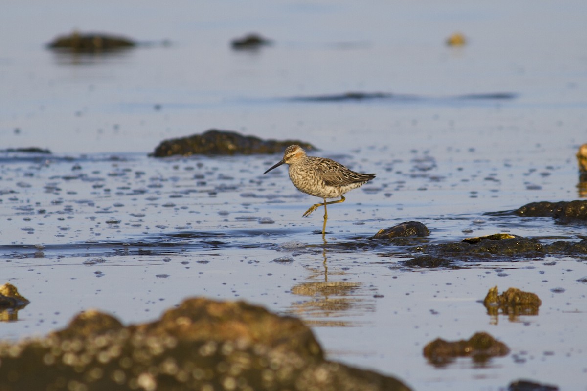 Stilt Sandpiper - Pedro Raúl Reyes Matos