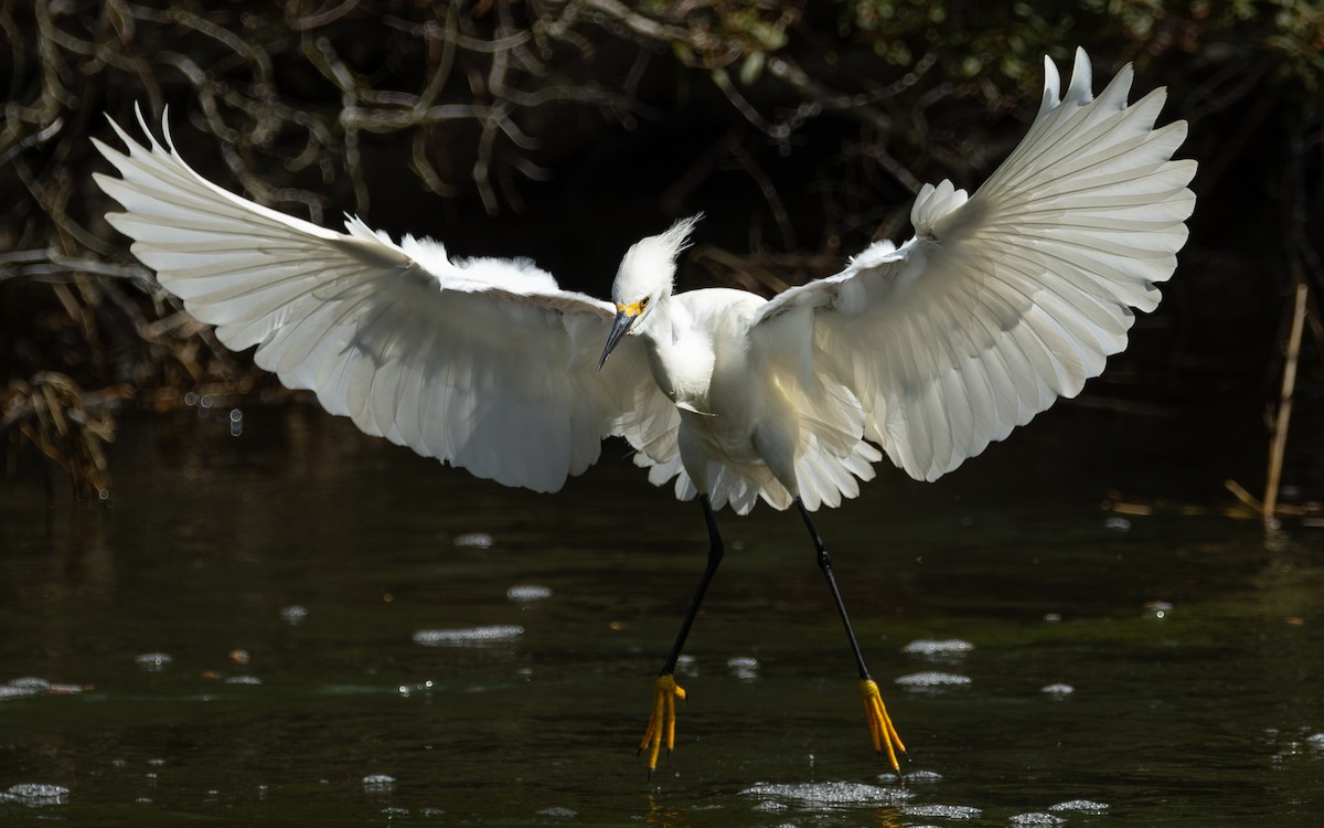 Snowy Egret - Atlee Hargis