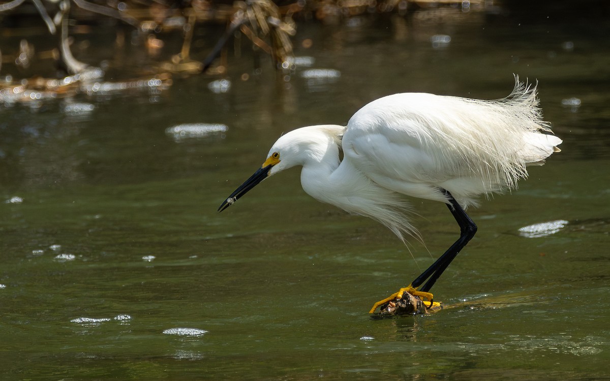 Snowy Egret - Atlee Hargis