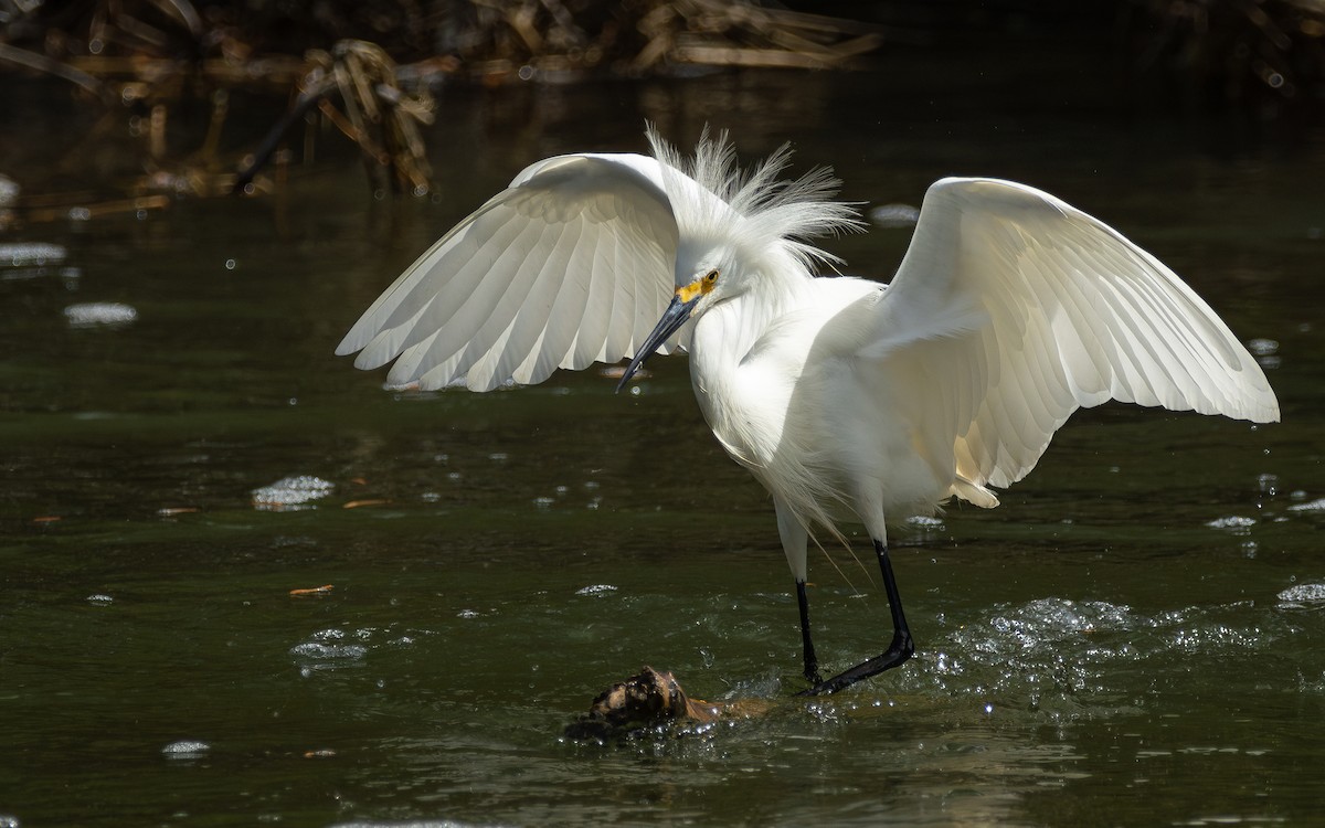 Snowy Egret - Atlee Hargis