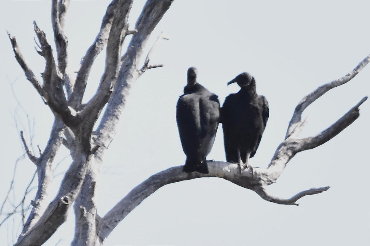 Black Vulture - ML618956603