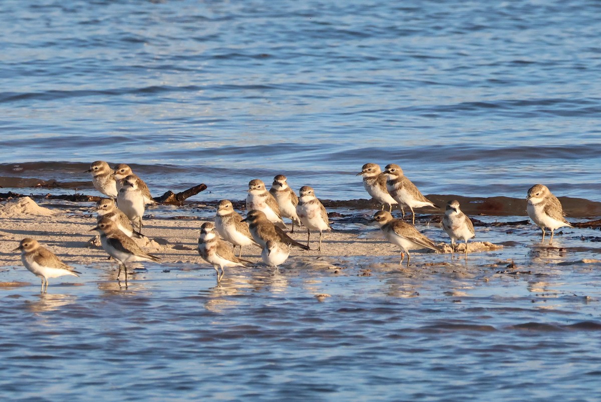 Double-banded Plover - Marian W