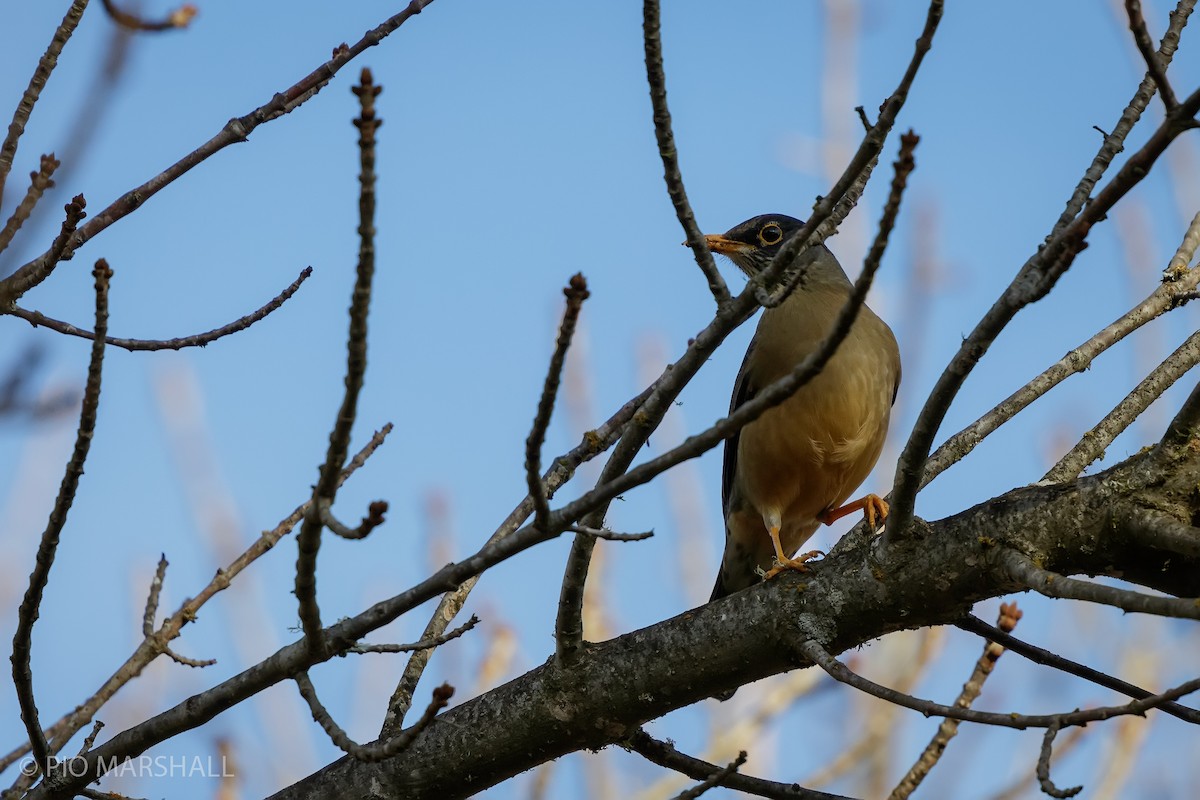 Austral Thrush - ML618956625