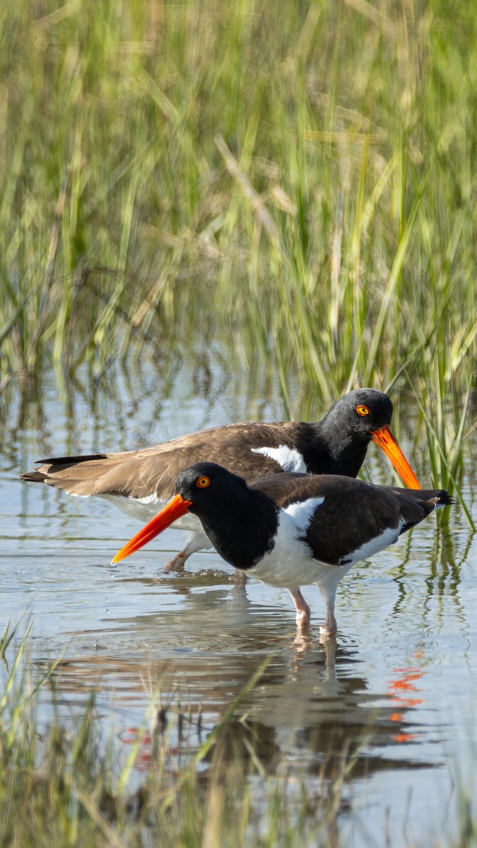 American Oystercatcher - Atlee Hargis