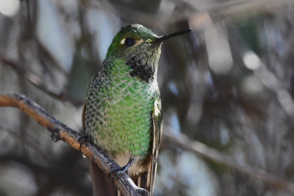 Red-tailed Comet - Juan Bardier