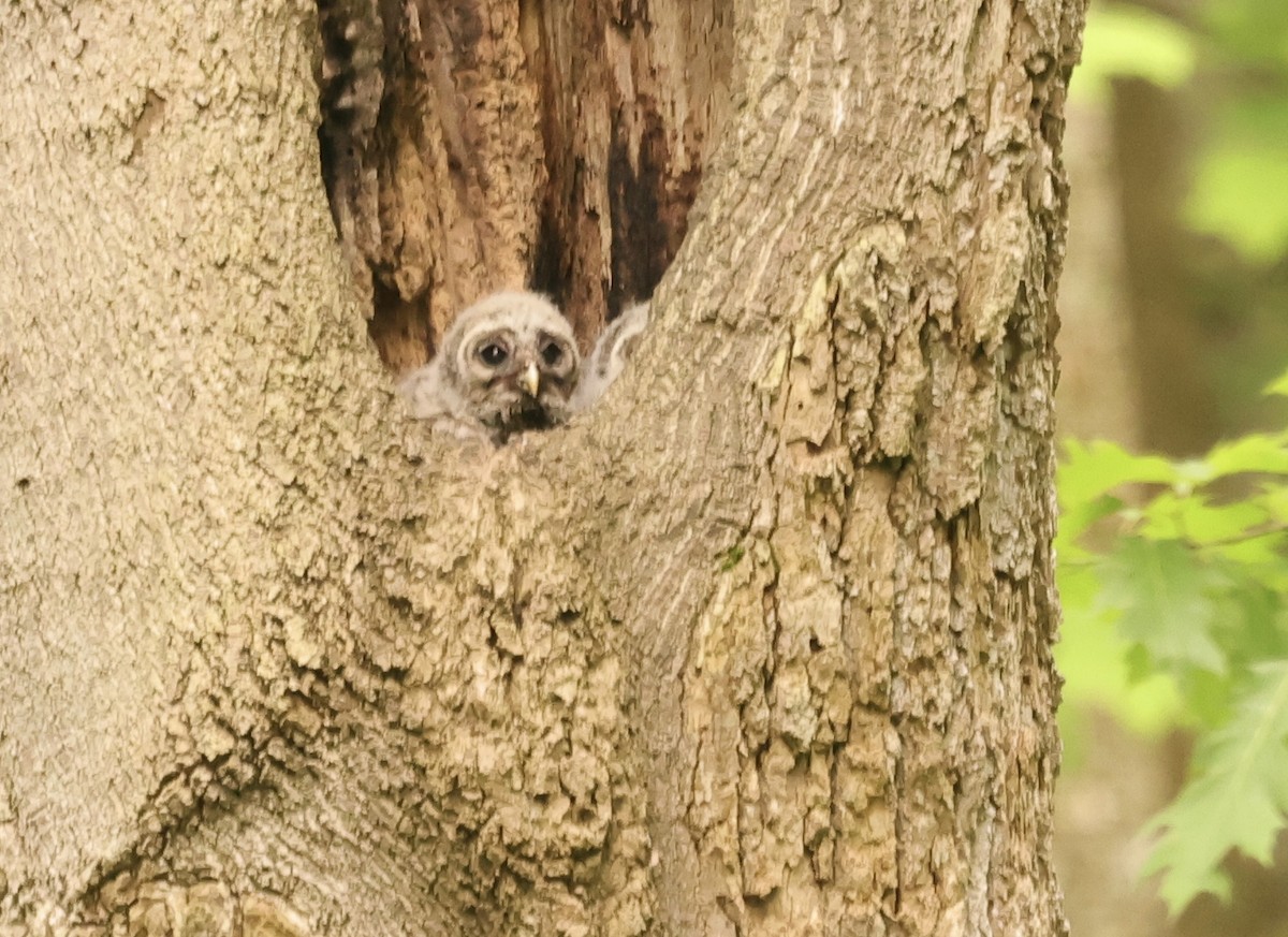 Barred Owl - Sherri Schooler